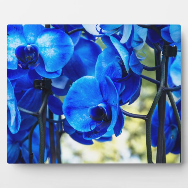 Blaue Orchideen Fotoplatte (Vorderseite)