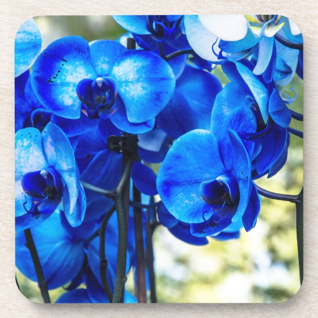 Blaue Orchideen Getränkeuntersetzer (Vorderseite)
