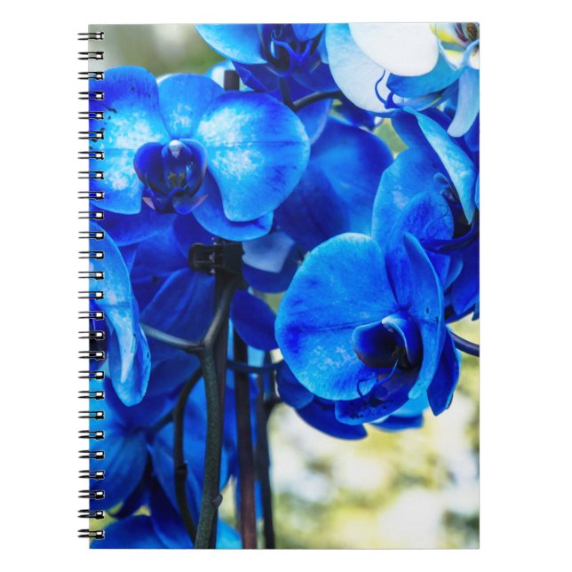 Blaue Orchideen Notizblock (Vorderseite)