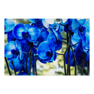 Blaue Orchideen Poster