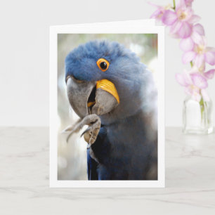Blaue Papageienporträt Karte