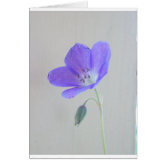Blaue Pelargonie