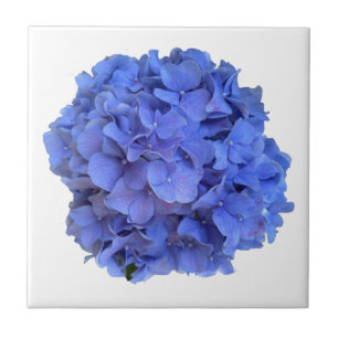 Blaue Perwinkle, elegante Blumenhydrangeas Fliese