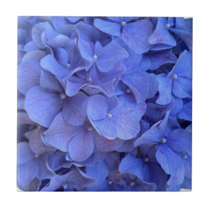 Blaue Perwinkle, elegante Blumenhydrangeas Fliese