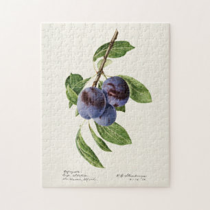 Blaue Pflaumen (Prunus Domestica) Fruchtmalerei