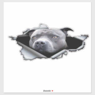 Blaue Pitbulle, Dekoration des Autos, Autoaufklebe Aufkleber