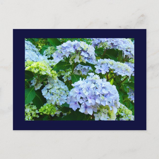 Blaue Postkarten Blumengärten Sommer Hydrangeas (Vorderseite)