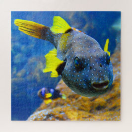 Blaue Puffer, Gelbe Fische und Gepunktete