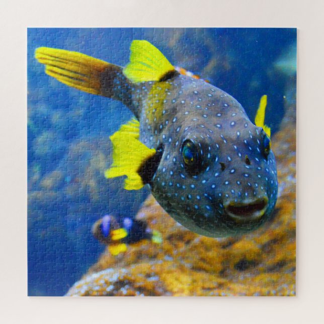 Blaue Puffer, Gelbe Fische und Gepunktete (Horizontal)