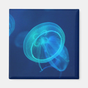 Blaue Quallen Magnet