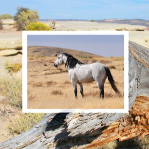 Blaue Roan-Wildstute im Gras auf Utah-Weide Postkarte