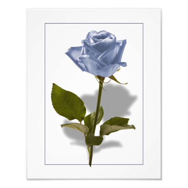 Blaue Rose der Verzauberung Fotodruck (Vorne)