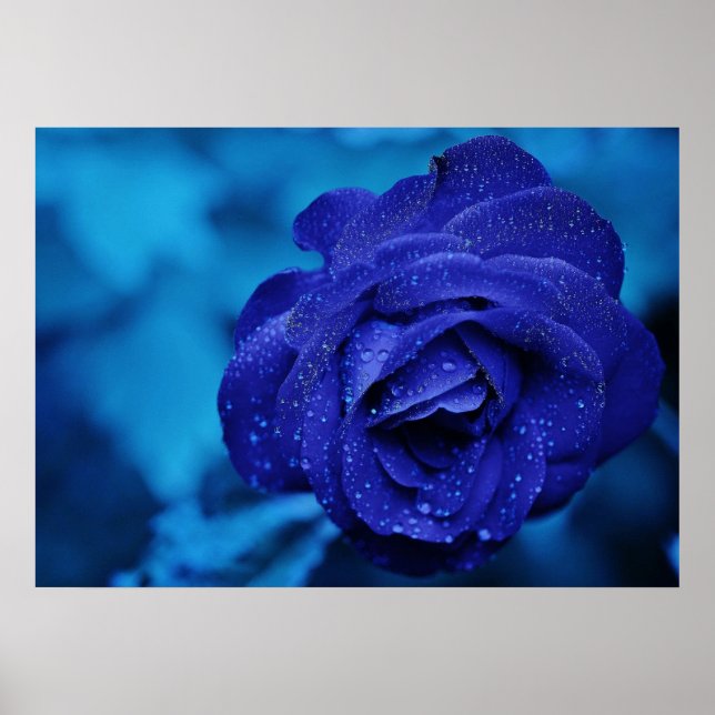 Blaue Rose mit Taubentropfen Poster (Vorne)