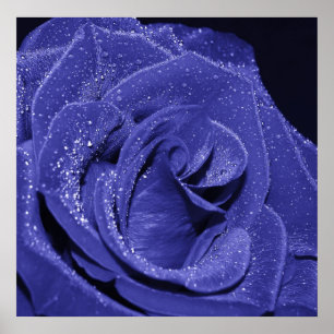 Blaue Rose Poster
