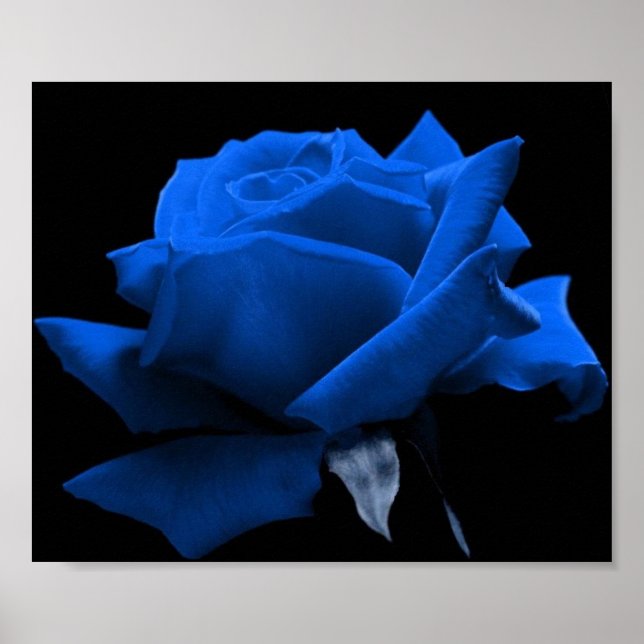 Blaue Rose Poster (Vorne)