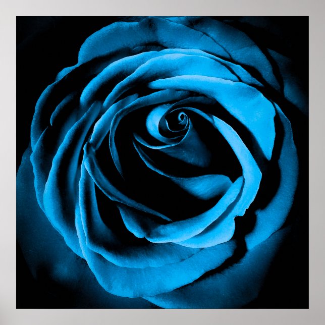 Blaue Rose Poster (Vorne)