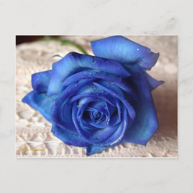 Blaue Rose Postkarte (Vorderseite)