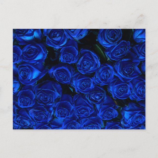 Blaue Rose Postkarte (Vorderseite)