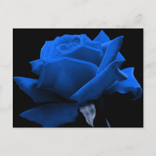 Blaue Rose Postkarte
