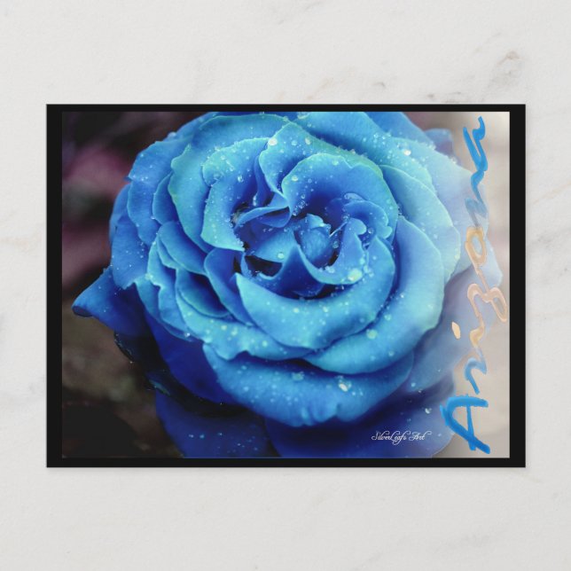 Blaue Rose Postkarte (Vorderseite)