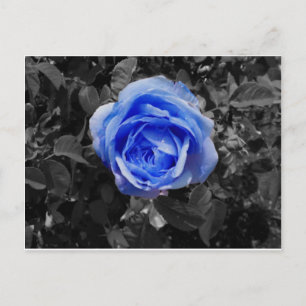 Blaue Rose Postkarte