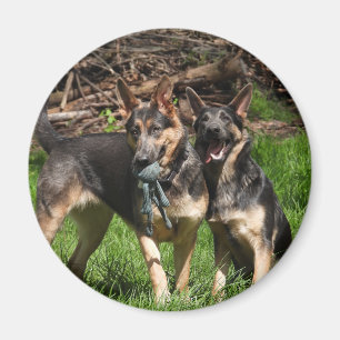 Blaue Schäferhund-Hunde Magnet
