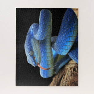 Blaue Schlange
