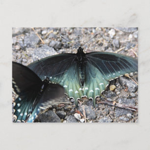 Blaue Schmetterlinge Postkarte