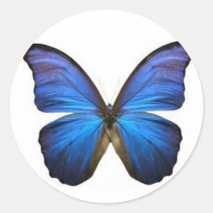 Blaue Schmetterlings-Aufkleber Runder Aufkleber