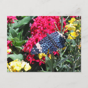 Blaue Schmetterlings-Postkarten-bunte Blumen Postkarte