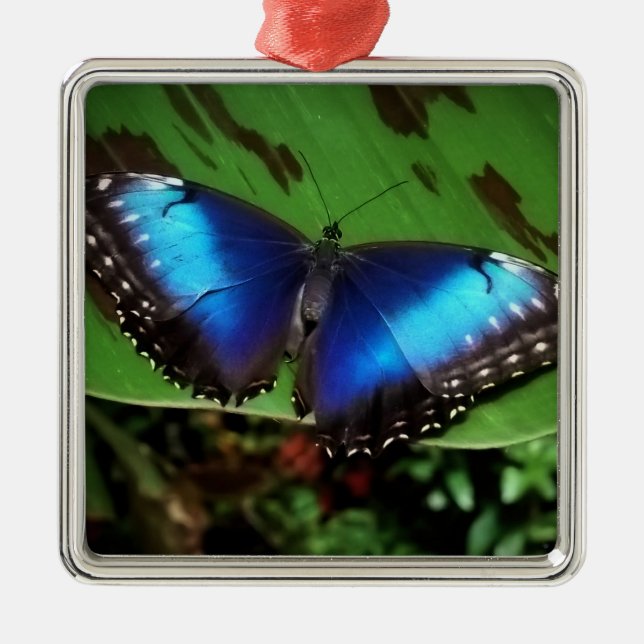 Blaue Schmetterlings-Weihnachtsverzierung Silbernes Ornament (Vorne)