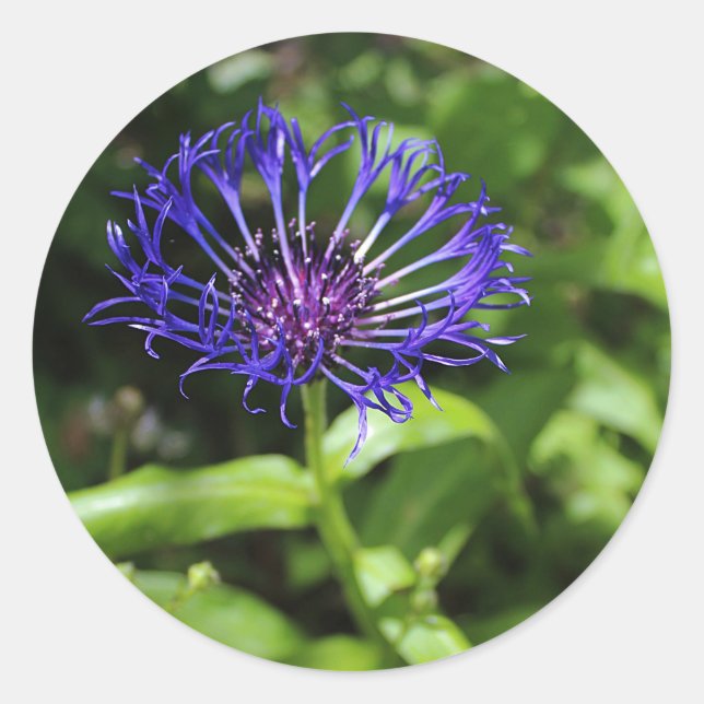 Blaue Schönheit Runder Aufkleber (Vorderseite)