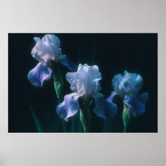 Blaue Schwertlilie-Blumenwandkunstposter Poster