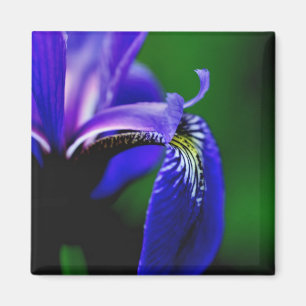 Blaue Schwertlilie Nahaufnahme Magnet