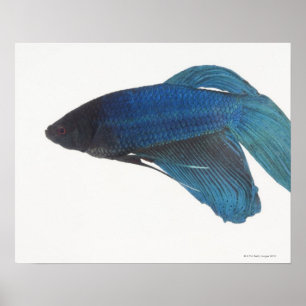 Blaue siamesische kämpfende Fische Poster