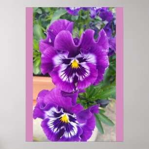 Blaue Stiefmütterchen Stiefmütterchen Blume Blumen Poster