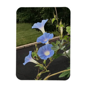Blaue Trichterwinde Magnet
