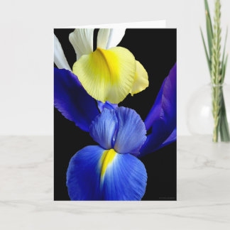 Blaue u. gelbe Iris-Blumen 4b Karte