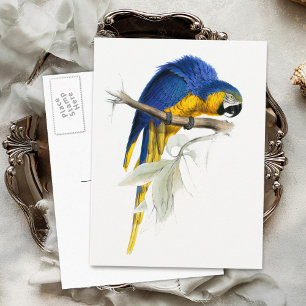 Blaue und gelbe Ara Vintage Postkarte
