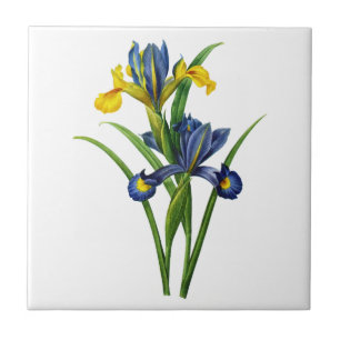 Blaue und gelbe Iris durch Redoute Fliese
