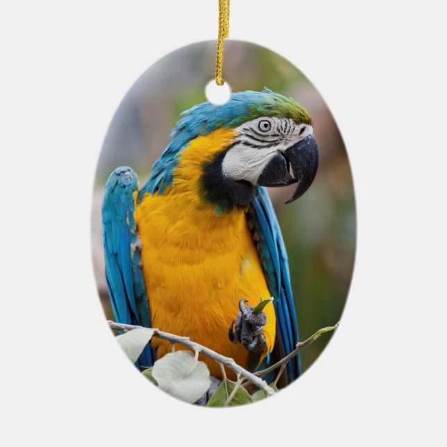 Blaue und gelbe Macaw-Verzierung Keramikornament (Vorne)