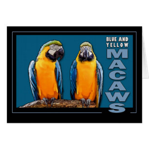 Blaue und gelbe Macaws
