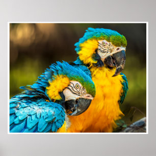 Blaue und Goldene Ara-Tropenpapageien-Kunst Poster