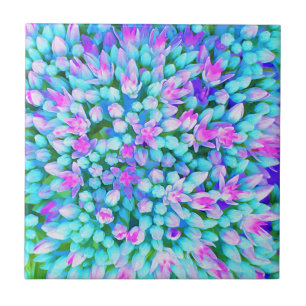 Blaue und heißrosa Sukkulenten Sedum Blüten Detail Fliese