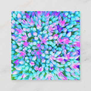 Blaue und heißrosa Sukkulenten Sedum Blüten Detail Rabattkarte