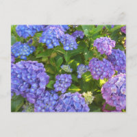 Blaue und Lila Hydrangeas