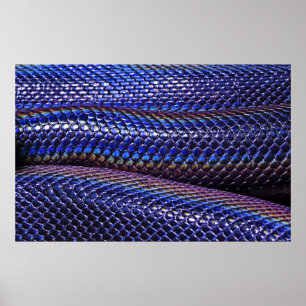 Blaue und lila Schlange Poster