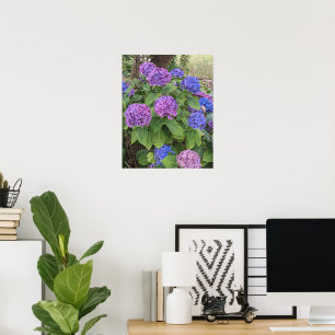 Blaue und rosa Hortensienblüten Floral Poster