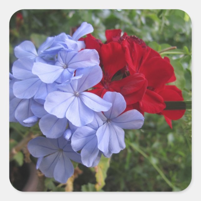 Blaue und rote Blume Einladung Stickers (Vorderseite)