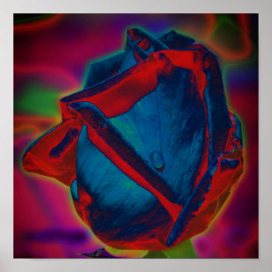 Blaue und rote Rosenknospe Regentropfen-Blumenkuns Poster